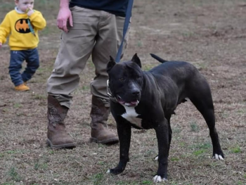xl pitbull kennels near me