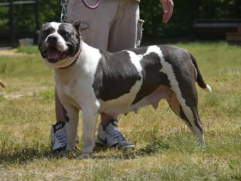 xl pitbull kennels near me