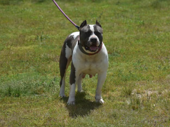 xl pitbull kennels north carolina