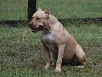 xl pitbull puppies for sale pitbull breeders