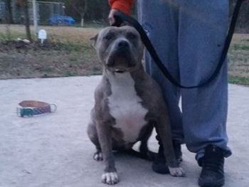 xxl american bully puppies