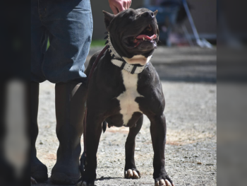 xxl bullies black pitbulls