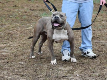 xxl bullies for sale