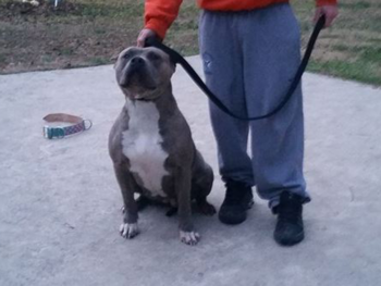 xxl bully breeders
