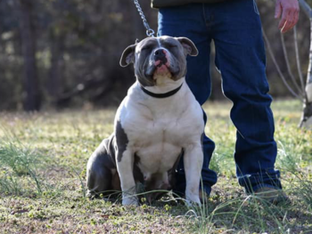 xxl bully kennels north carolina