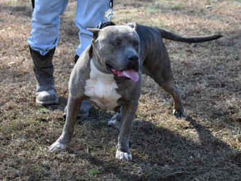 xxl pitbull breeders near me
