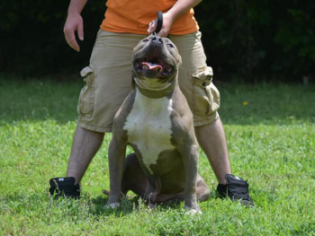 xxl pitbulls for sale