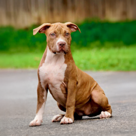 FEMALE | $2.5K red brindle rednose XL Pitbulls for sale near me North Carolina