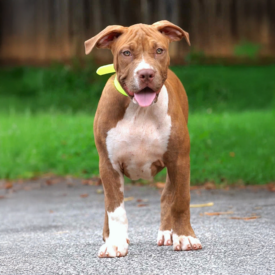 FEMALE | $2.5K rednose Pitbull puppies for sale near me north carolina