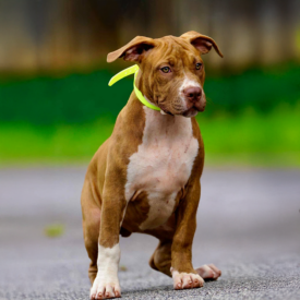 FEMALE | $2.5K rednose XL Pitbulls for sale near me North Carolina